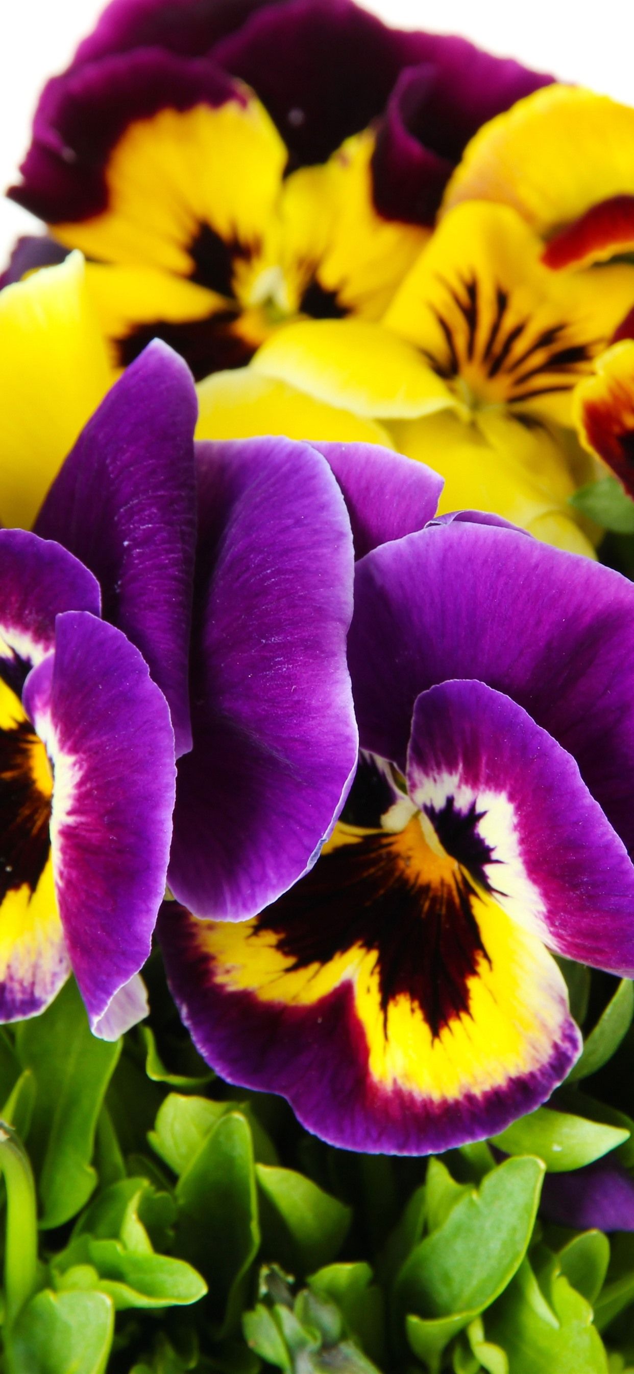 Yellow And Purple Flower Background