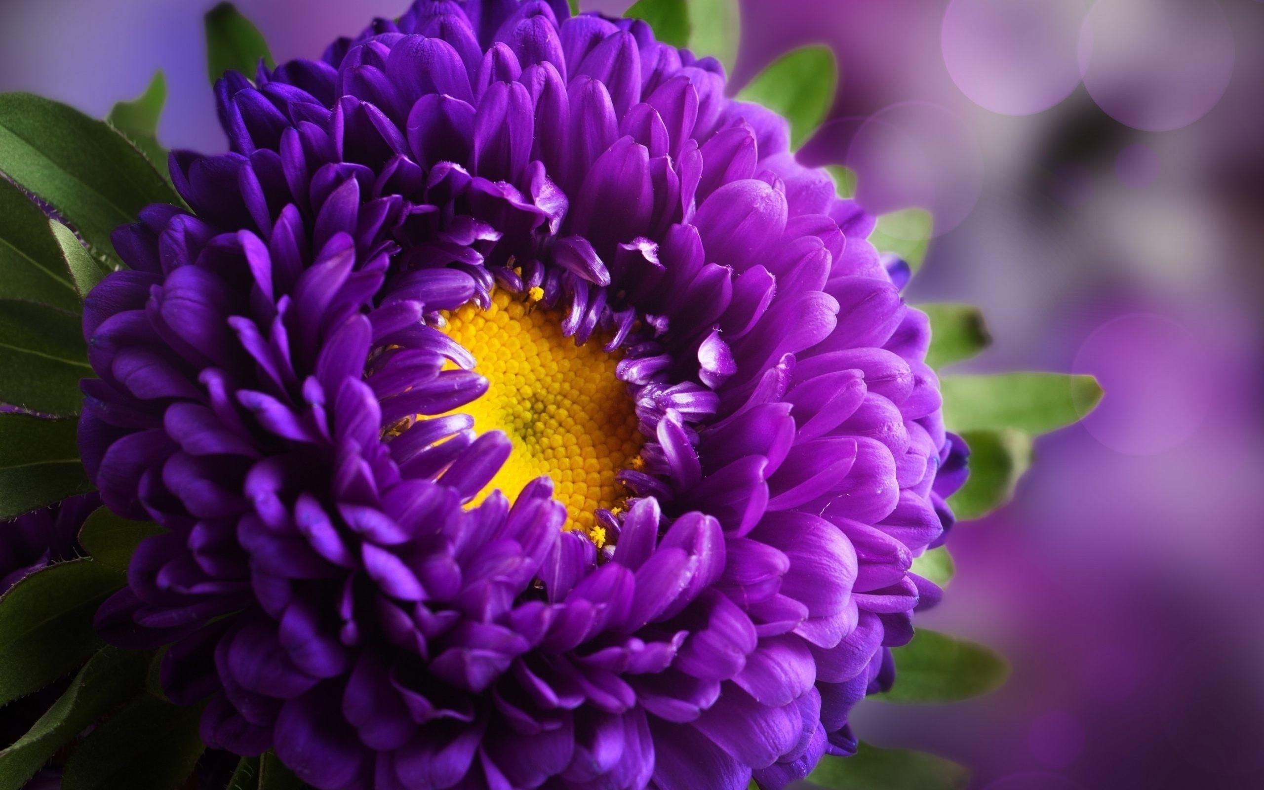 Purple Yellow Flowers Wallpapers on WallpaperDog