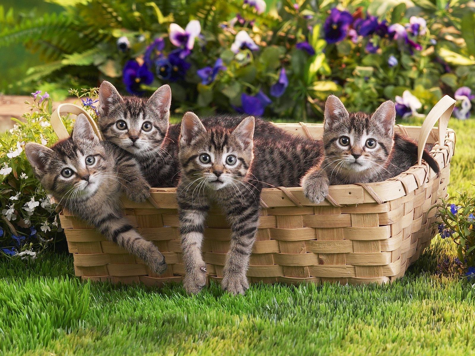 Basket of Kittens Wallpapers on