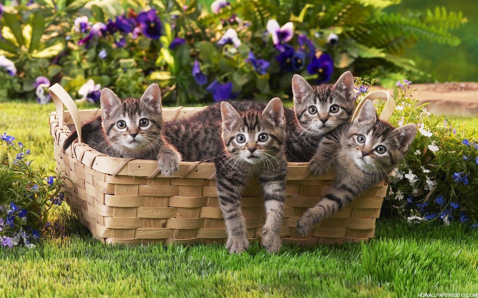 Basket of Kittens Wallpapers on WallpaperDog