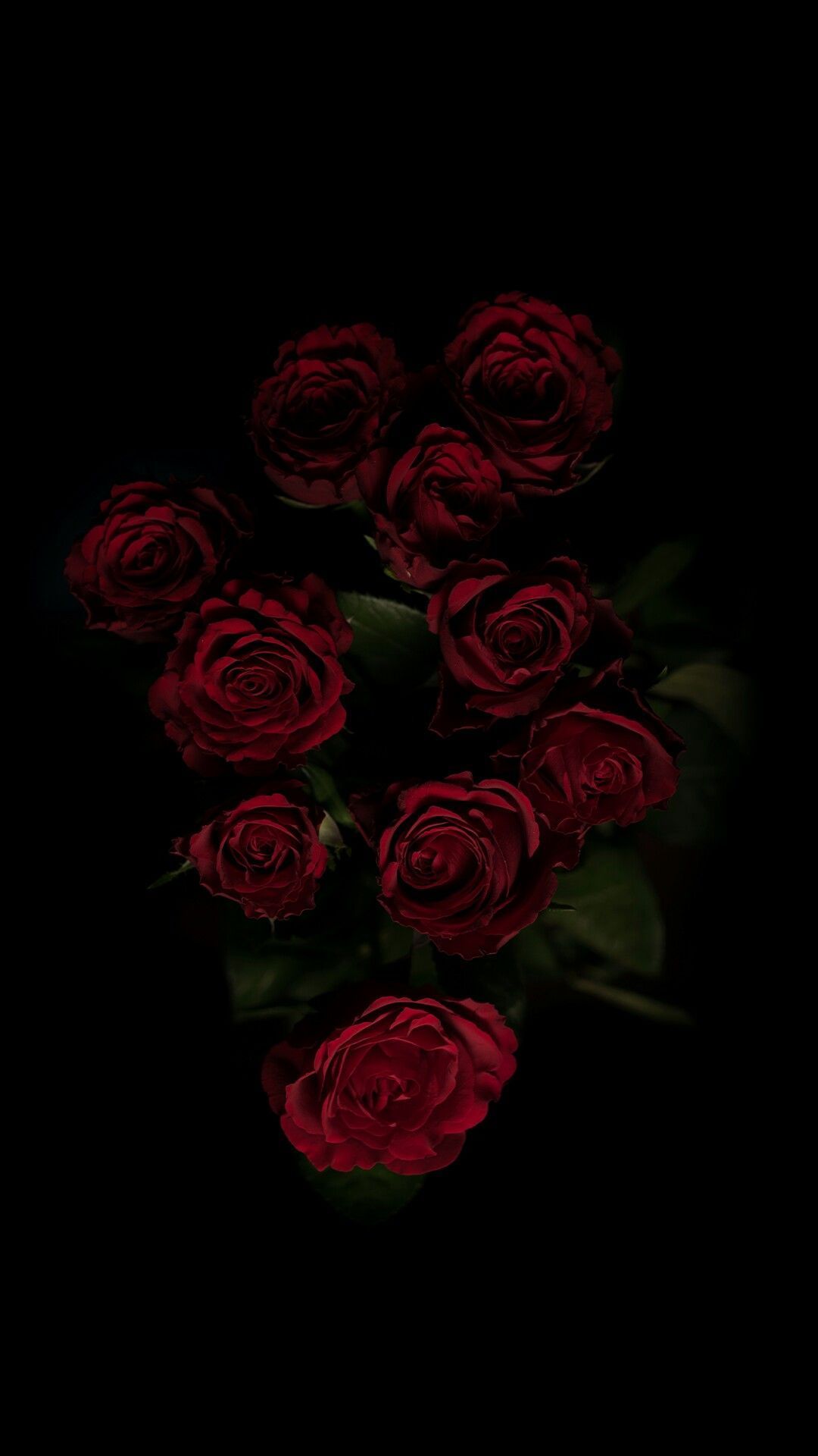 Black Roses iPhone Wallpapers on WallpaperDog