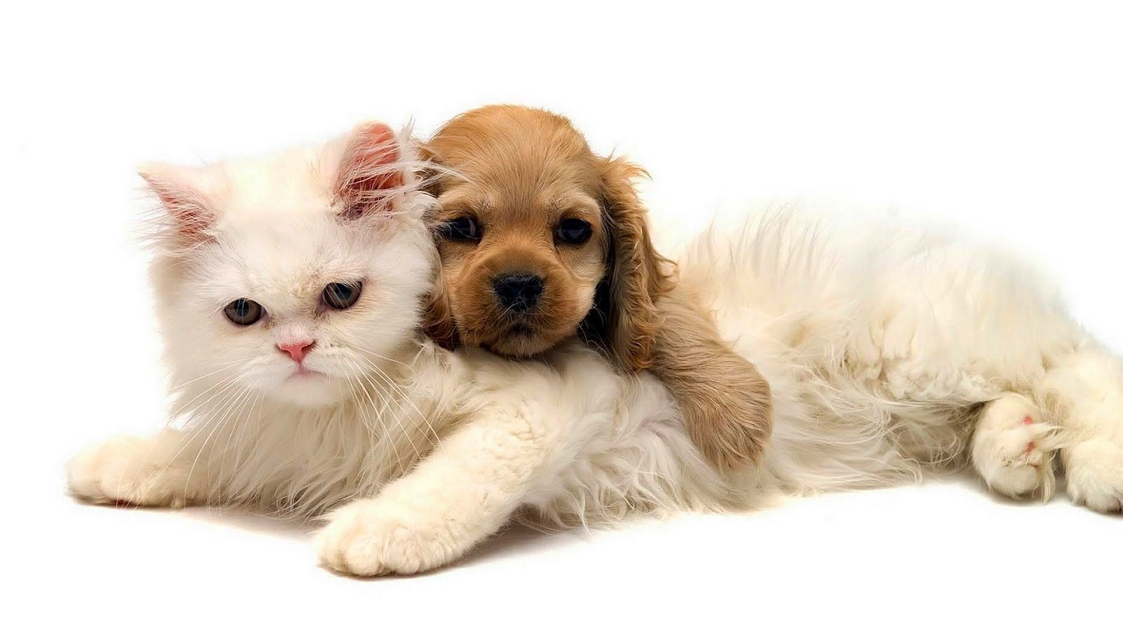 Cute Cats and Dogs Wallpapers on WallpaperDog