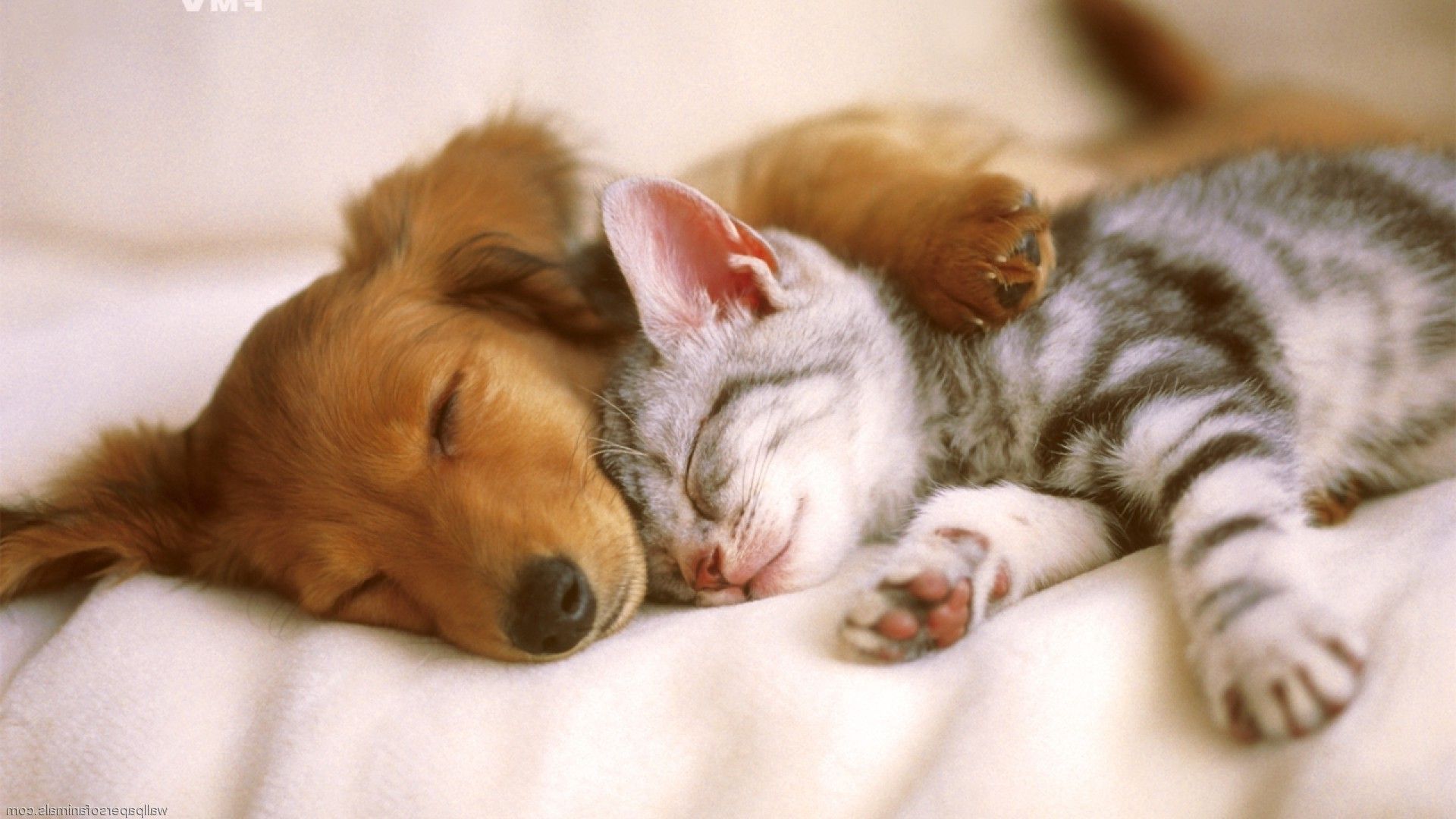 Dog and cat dog and cat HD wallpaper  Peakpx