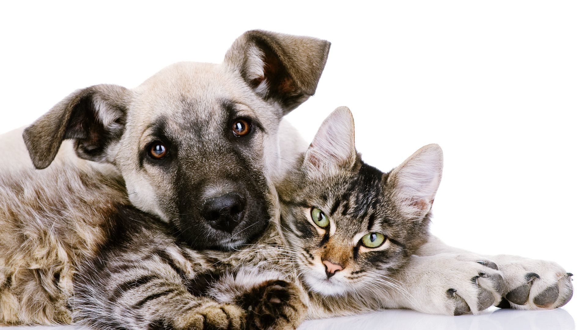 Cats and dogs 1080P 2K 4K 5K HD wallpapers free download  Wallpaper  Flare