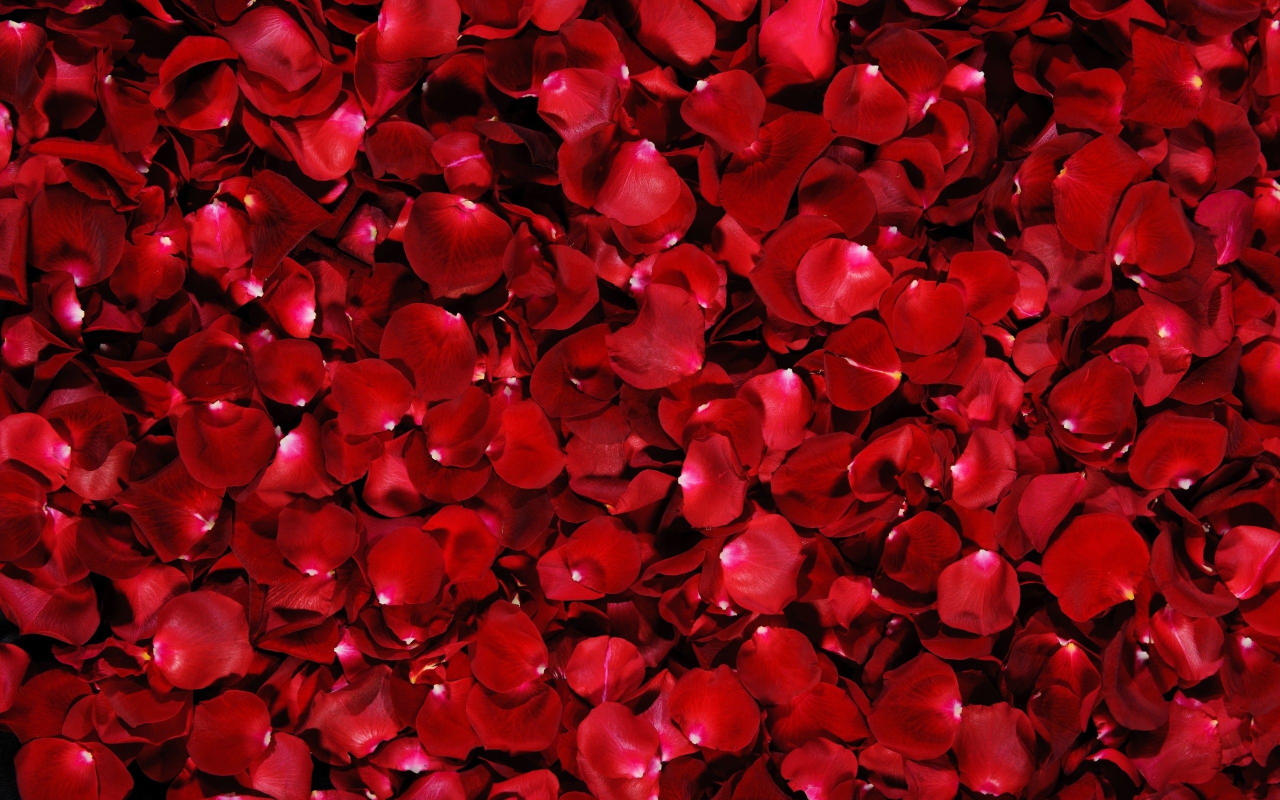 Red Flowers Desktop Wallpapers on WallpaperDog