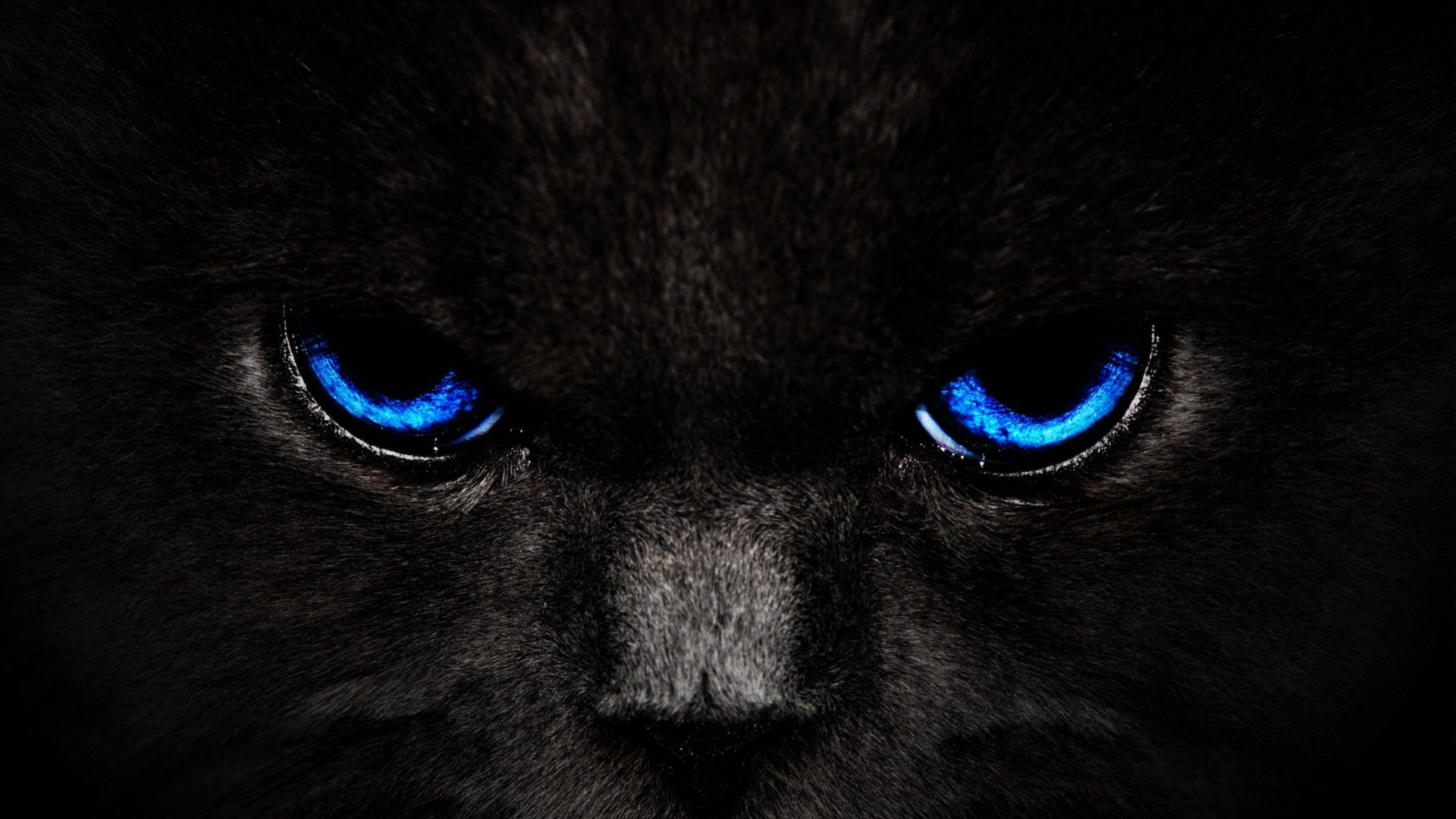 Cool Panther Wallpapers  Wallpaper Cave