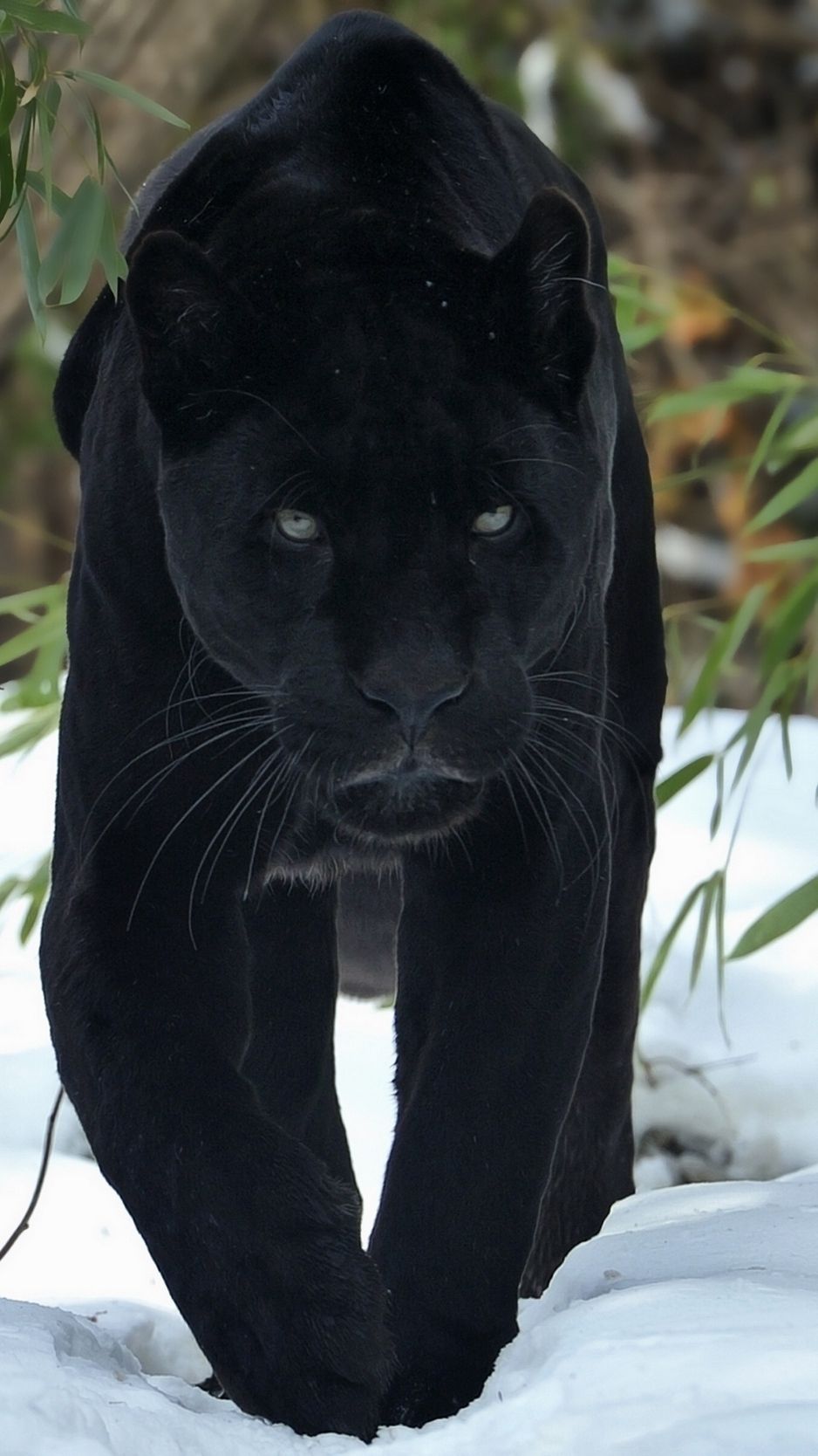 100+] Black Panther Animal Wallpapers | Wallpapers.com