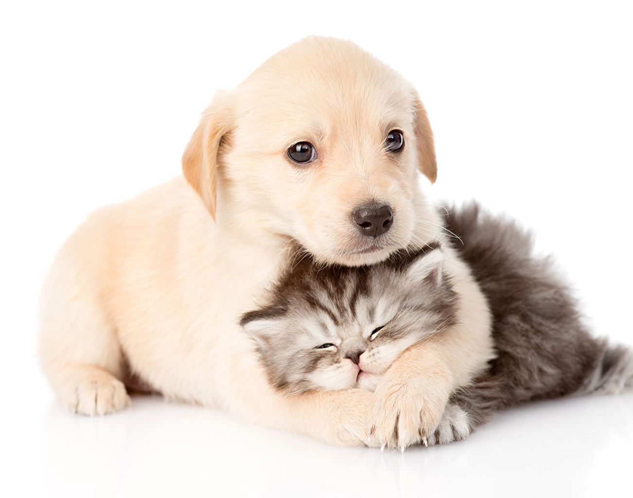 Cats and Dogs Sleeping Wallpapers on