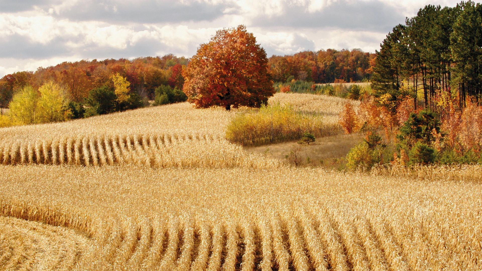 Autumn Harvest Wallpaper Widescreen
