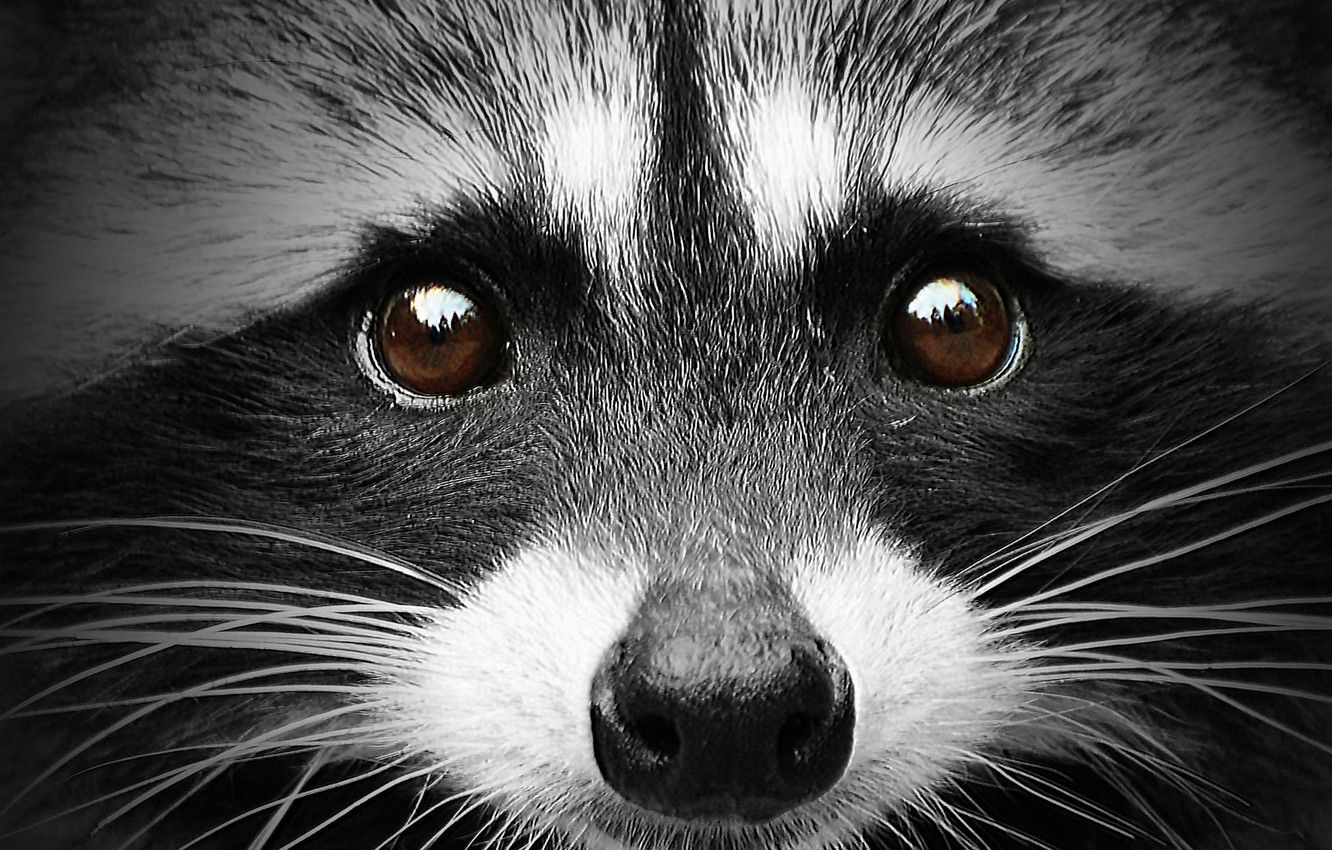 Raccoon Face Wallpapers on WallpaperDog