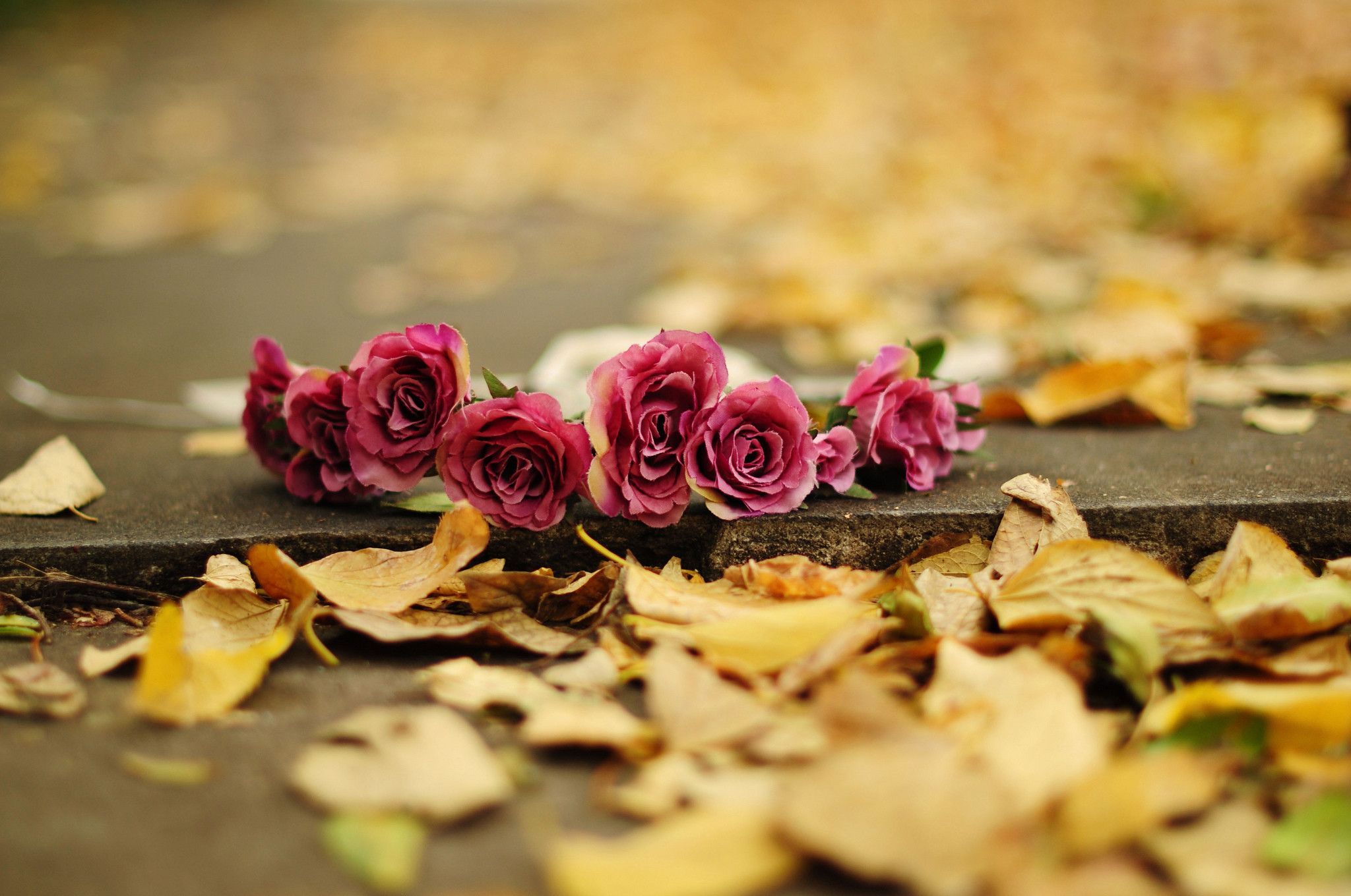 Autumn Floral Wallpapers on WallpaperDog