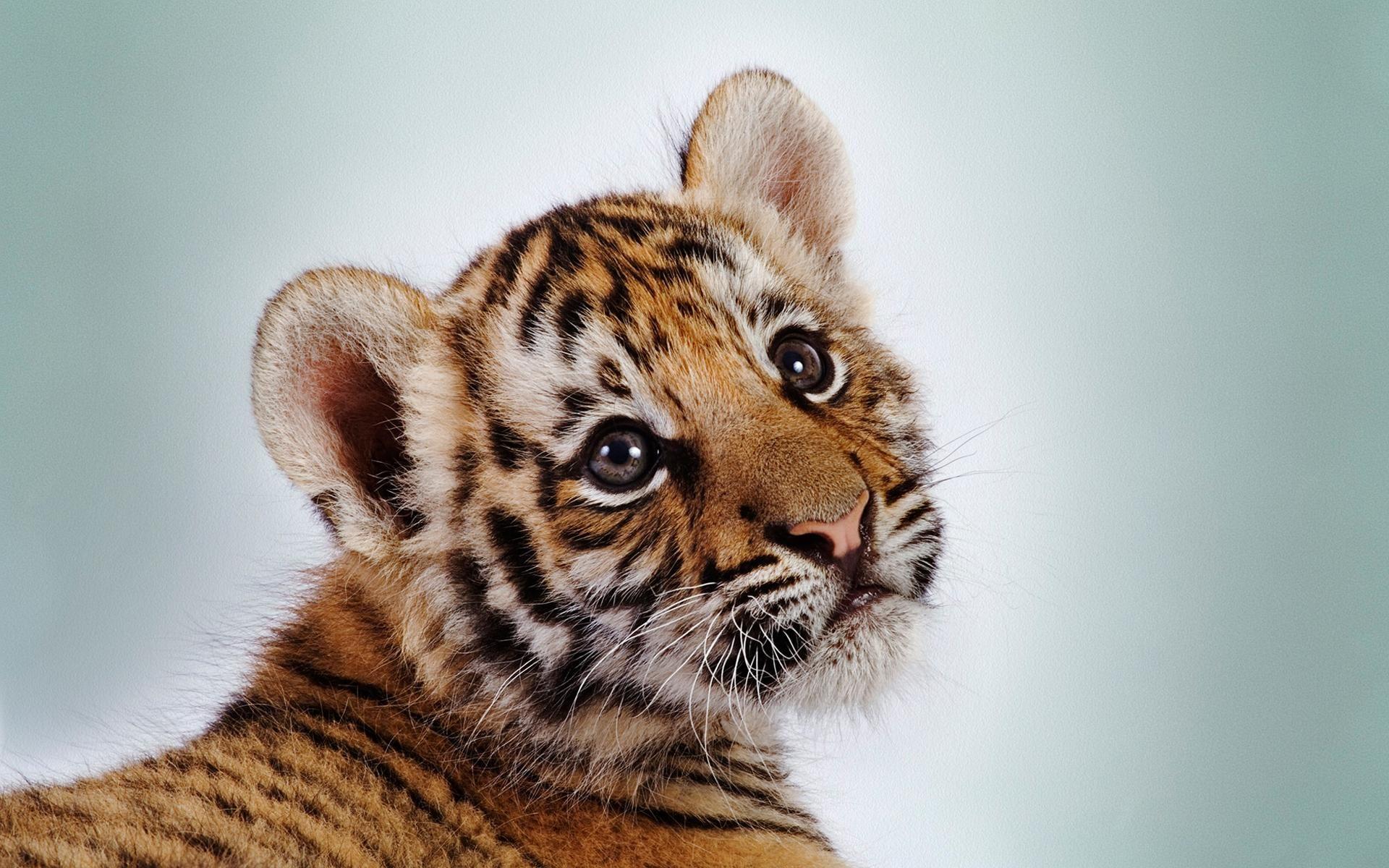 Most popular baby tiger wallpapers, baby tiger for iPhone, desktop, tablet  devices and also for samsung and Xiaomi mobile phones | Page 1