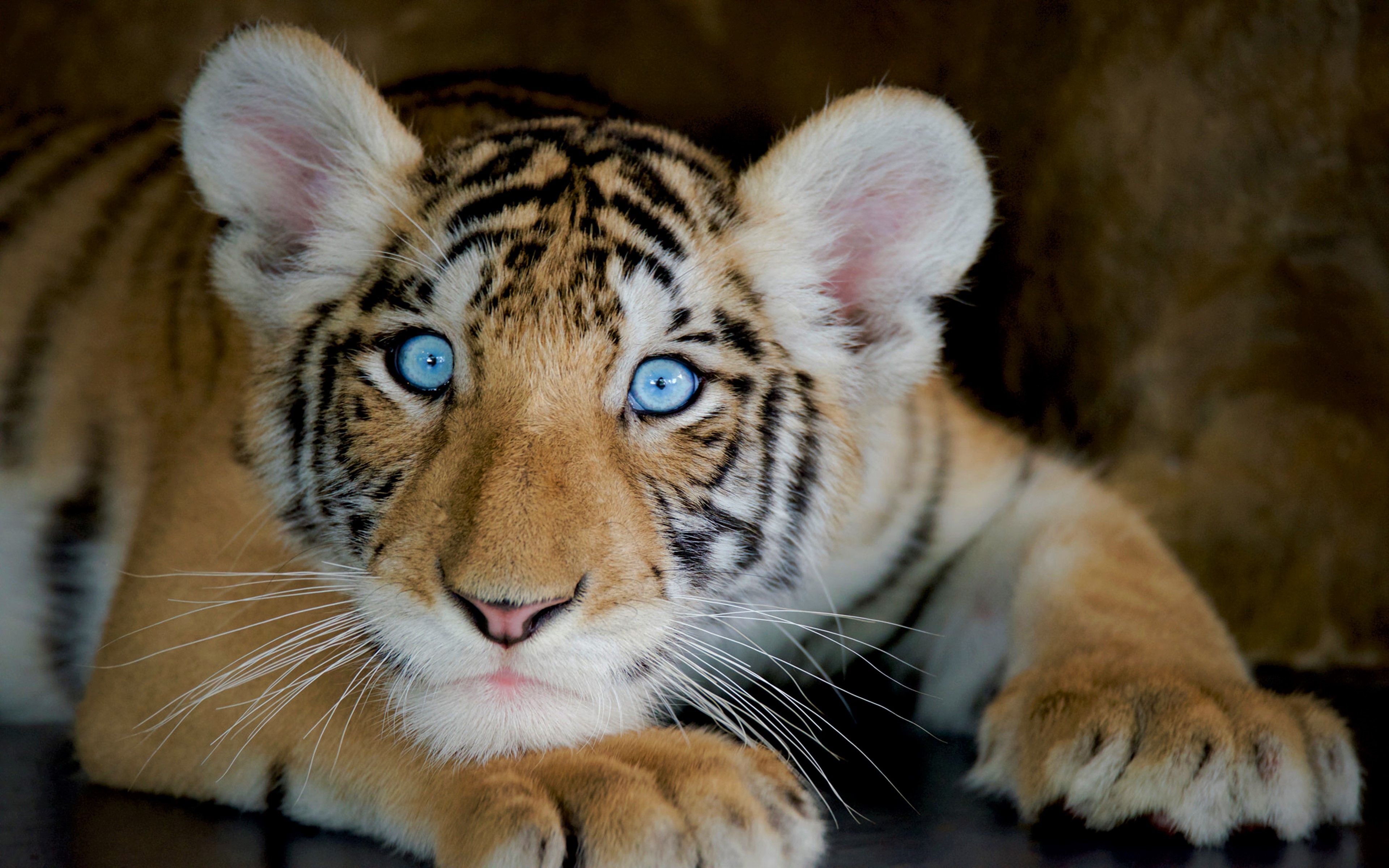 Cute Baby Tiger Wallpaper (68+ images)