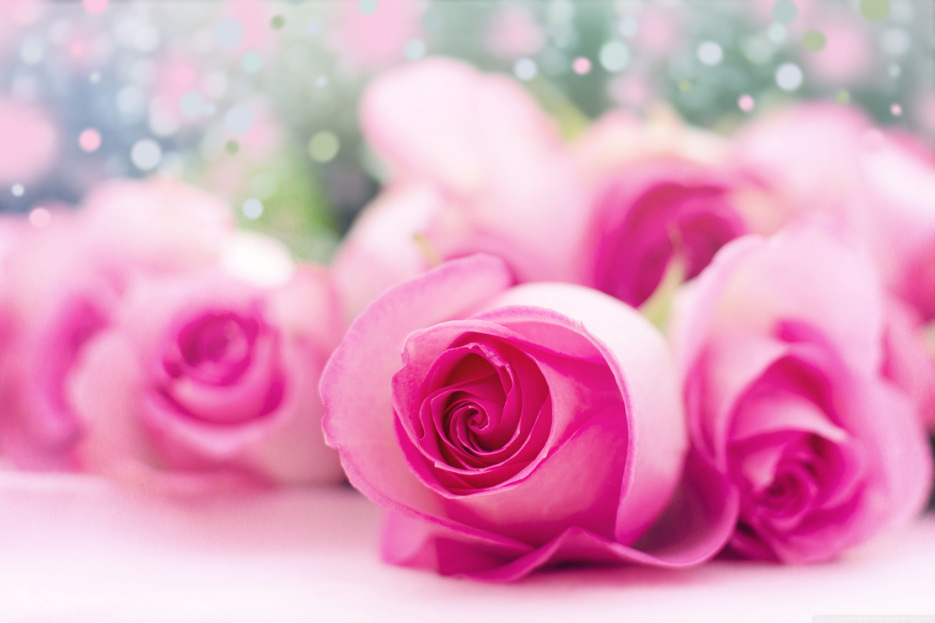 Light Pink Rose: Với sắc hồng nhạt dịu dàng, hoa hồng này tràn đầy sức sống và vẻ đẹp tinh tế. Đón nhận những cảm xúc đầy xúc động và tươi mới khi nhìn thấy hình ảnh này.