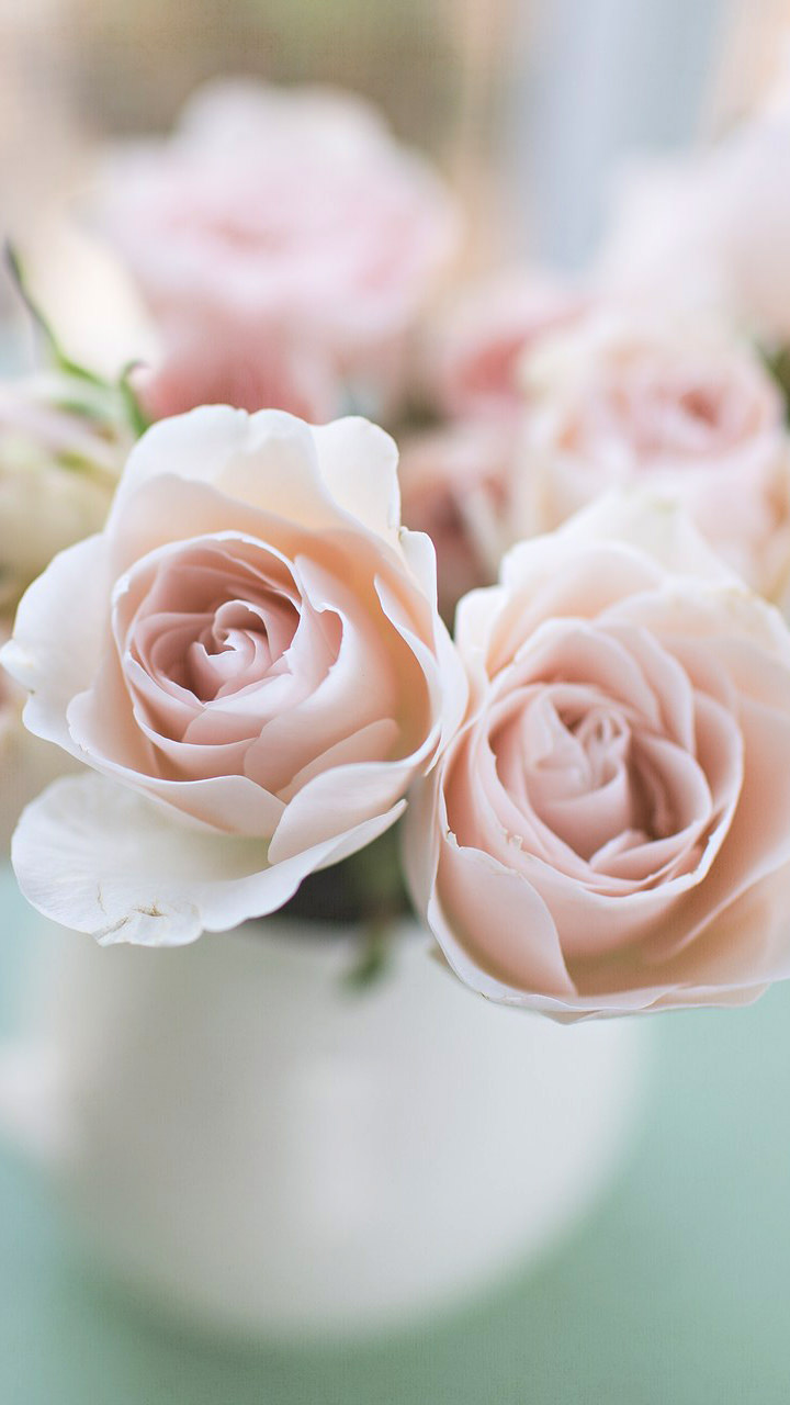 Pink Roses Photos Download The BEST Free Pink Roses Stock Photos  HD  Images