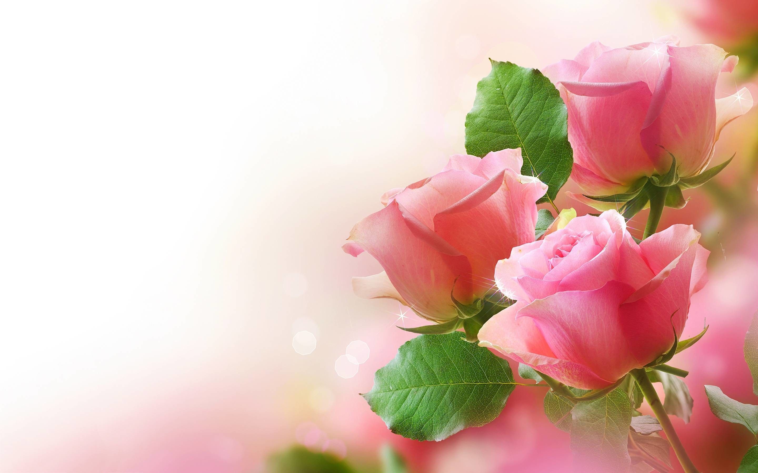 762764 Pink Rose Stock Photos  Free  RoyaltyFree Stock Photos from  Dreamstime
