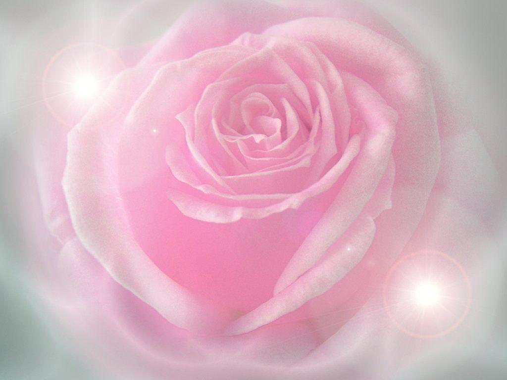 Нежно 1 час. Розовый свет. Нежные розовые розы. Бледно розовые розы.