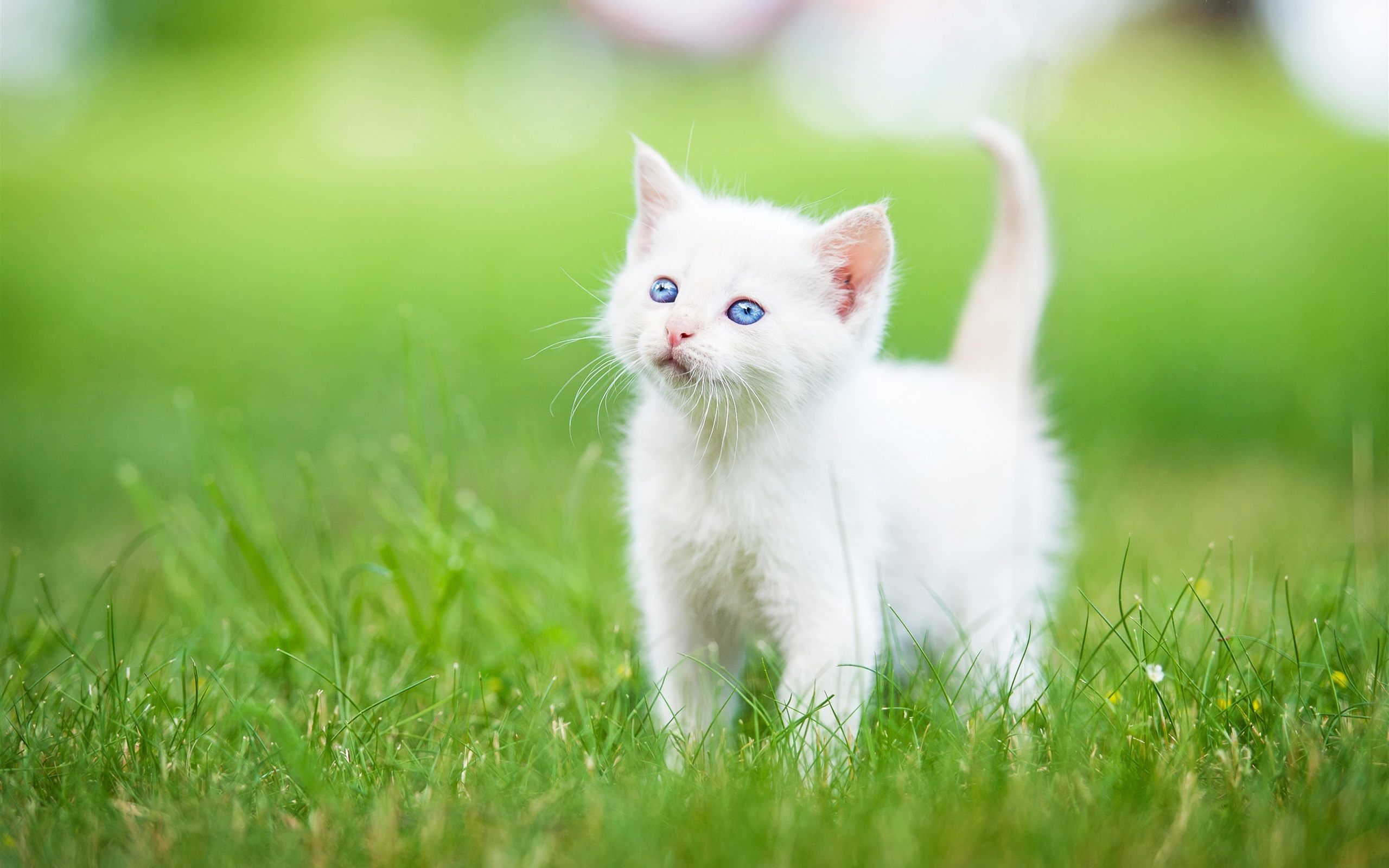 Small Kitten Wallpapers on WallpaperDog