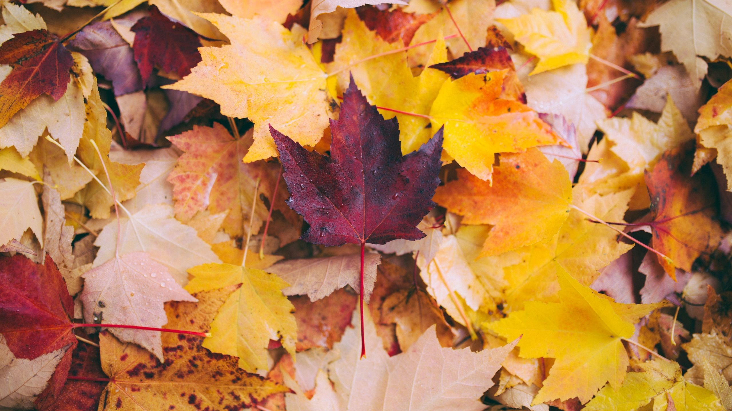 Maple Leaves Wallpapers on WallpaperDog