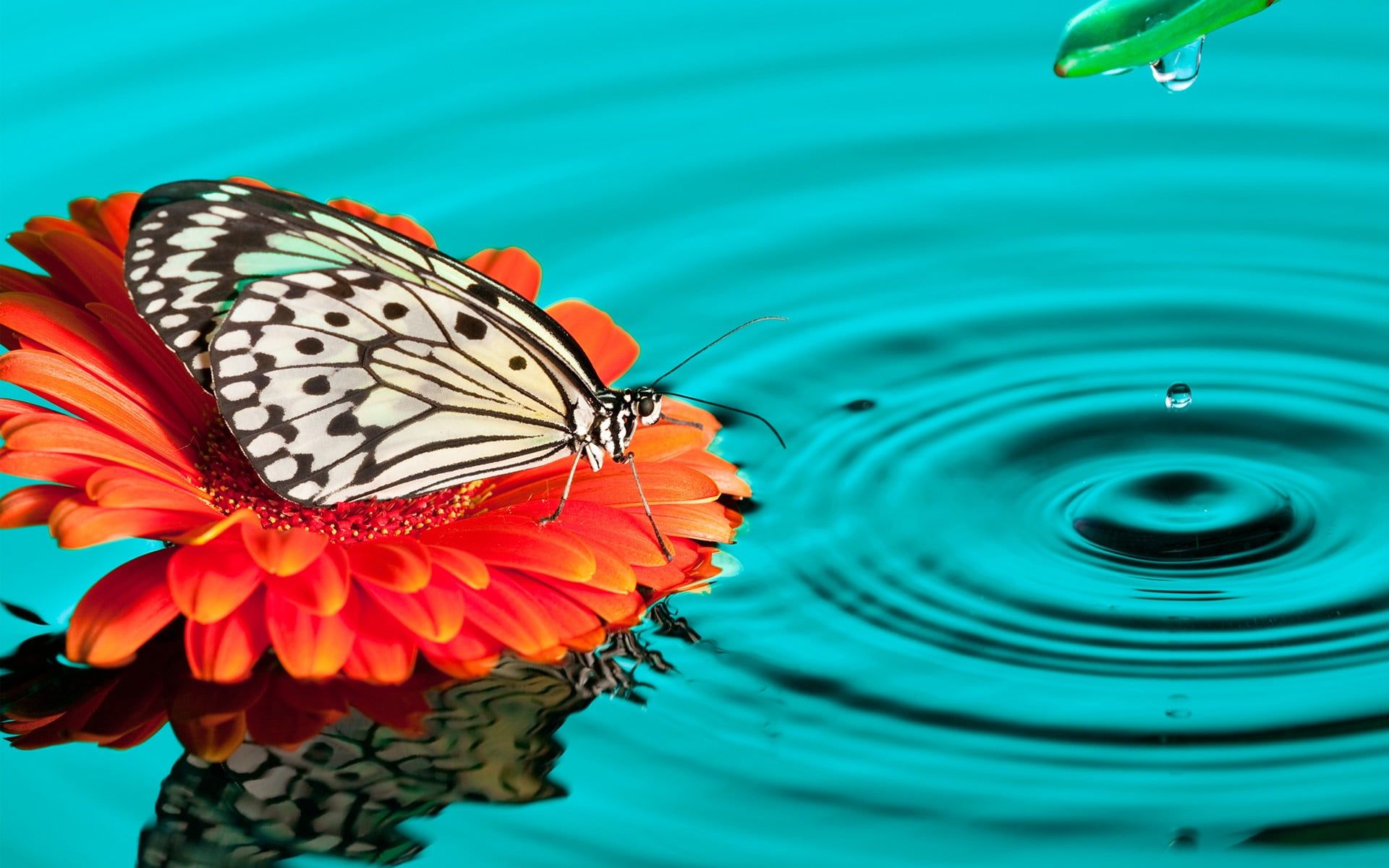 Water and Butterflies Wallpapers on WallpaperDog