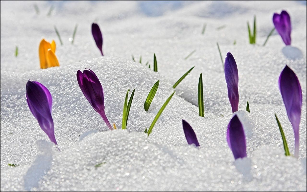 Hoa mùa xuân trên tuyết: Thiên nhiên mùa xuân luôn là nguồn cảm hứng bất tận với những bông hoa tươi sáng được nở rộ trên tuyết. Hãy để tâm hồn bạn được làm mới khi chiêm ngưỡng những bức tranh thiên nhiên đầy màu sắc này, các loại hoa đầy sức sống trên mặt tuyết trắng muốt.