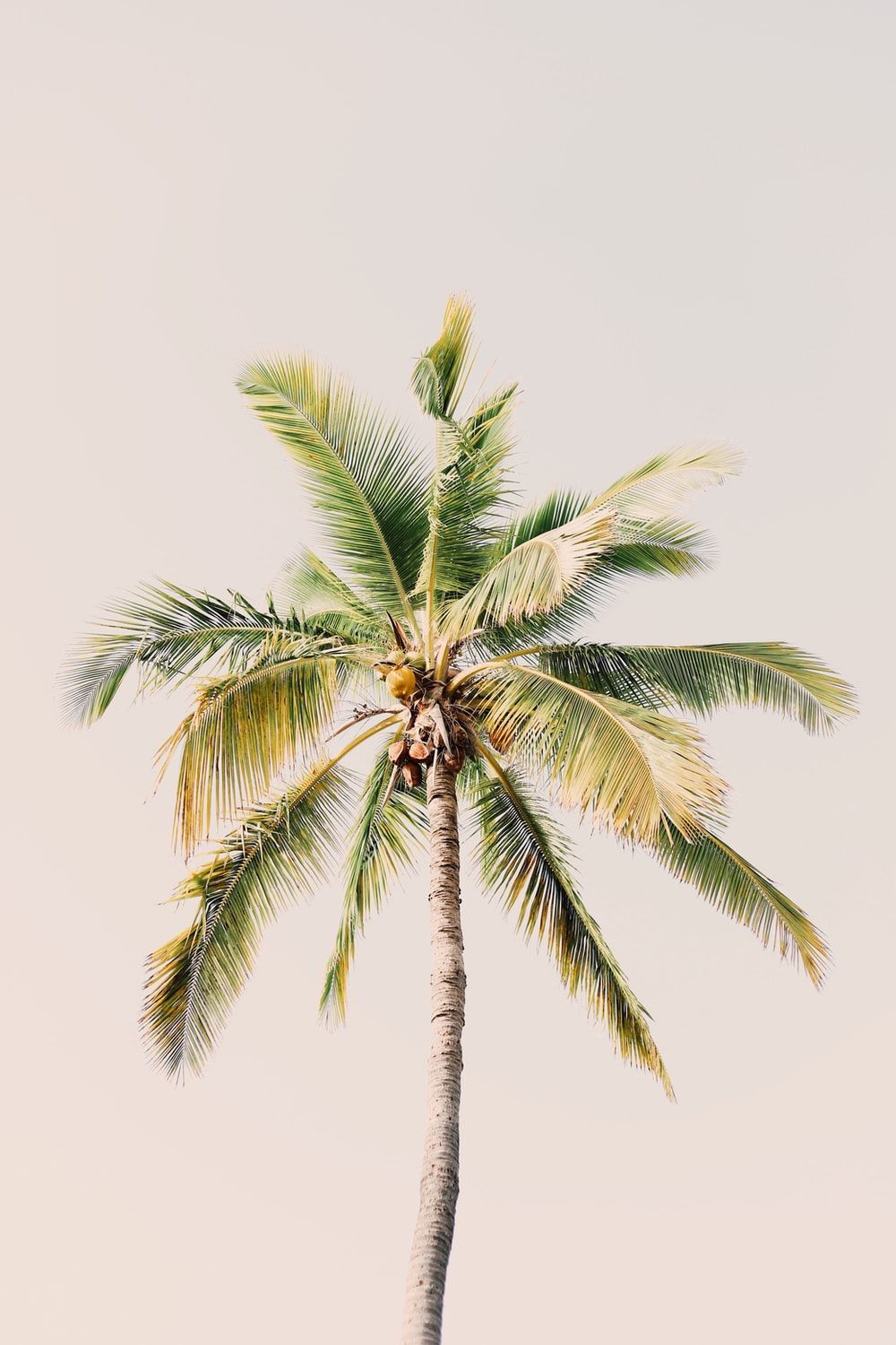 Extra Large Palm Tree Wallpapers on WallpaperDog
