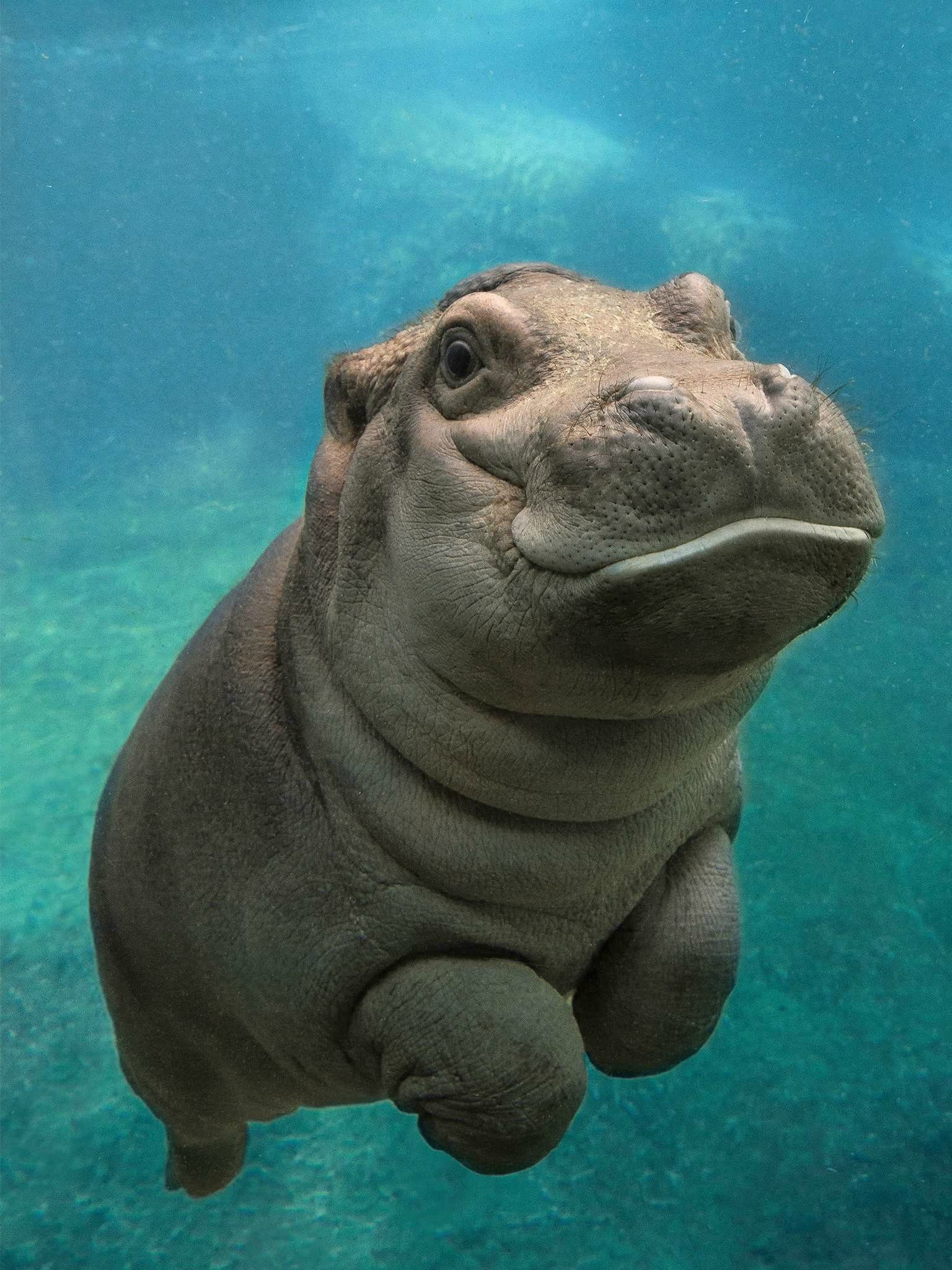 Baby Hippo Wallpapers on WallpaperDog