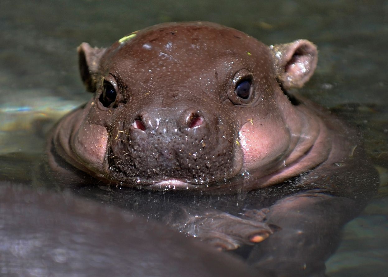 Baby Hippo Wallpapers On Wallpaperdog