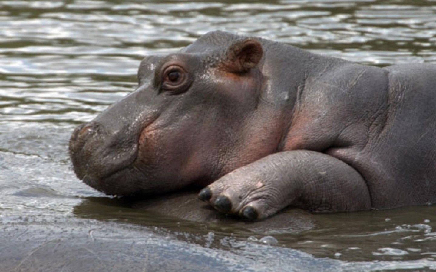 Lovely Hippopotamus Mobile Wallpaper Images Free Download on Lovepik |  400661408