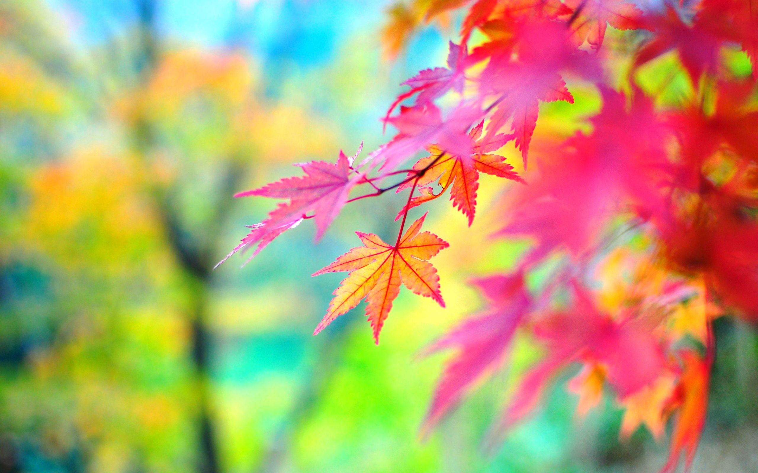 Colorful Fall Wallpapers on WallpaperDog