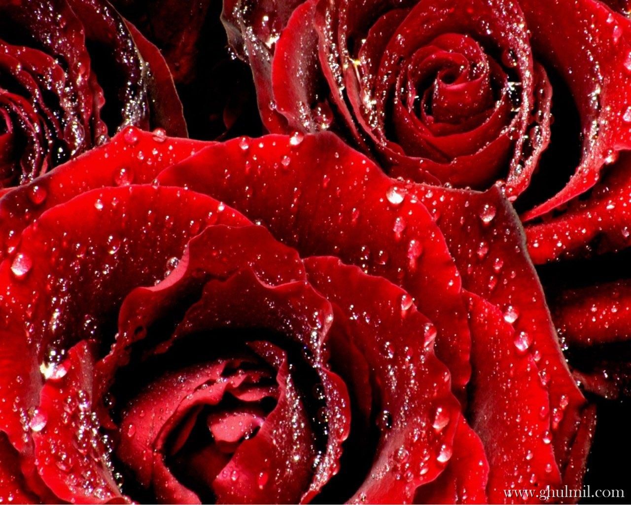 Pretty Roses Wallpapers On Wallpaperdog