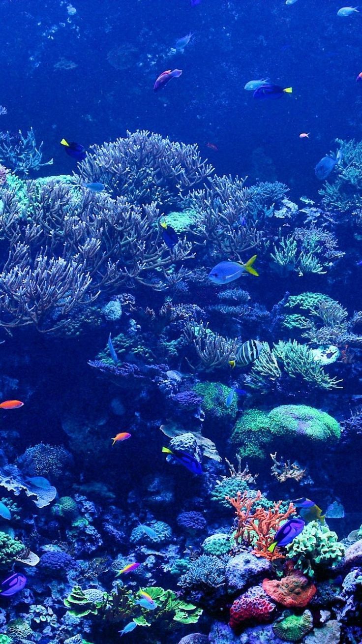 Nếu bạn muốn khám phá thế giới dưới đáy đại dương, thử thách mình với hoạt động lặn Scuba đến những vùng nước sâu thẳm. Hãy xem ảnh liên quan để trải nghiệm những điều kỳ diệu mà lặn Scuba có thể mang lại.