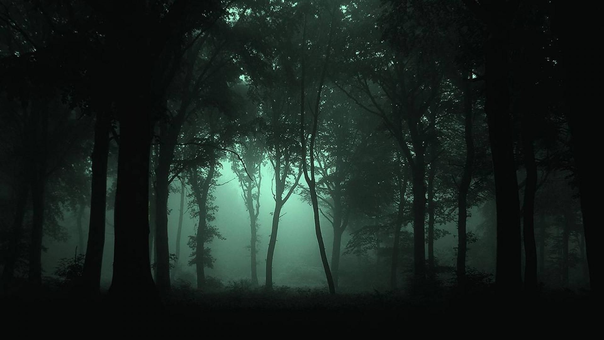 Night Forest Wallpapers on WallpaperDog