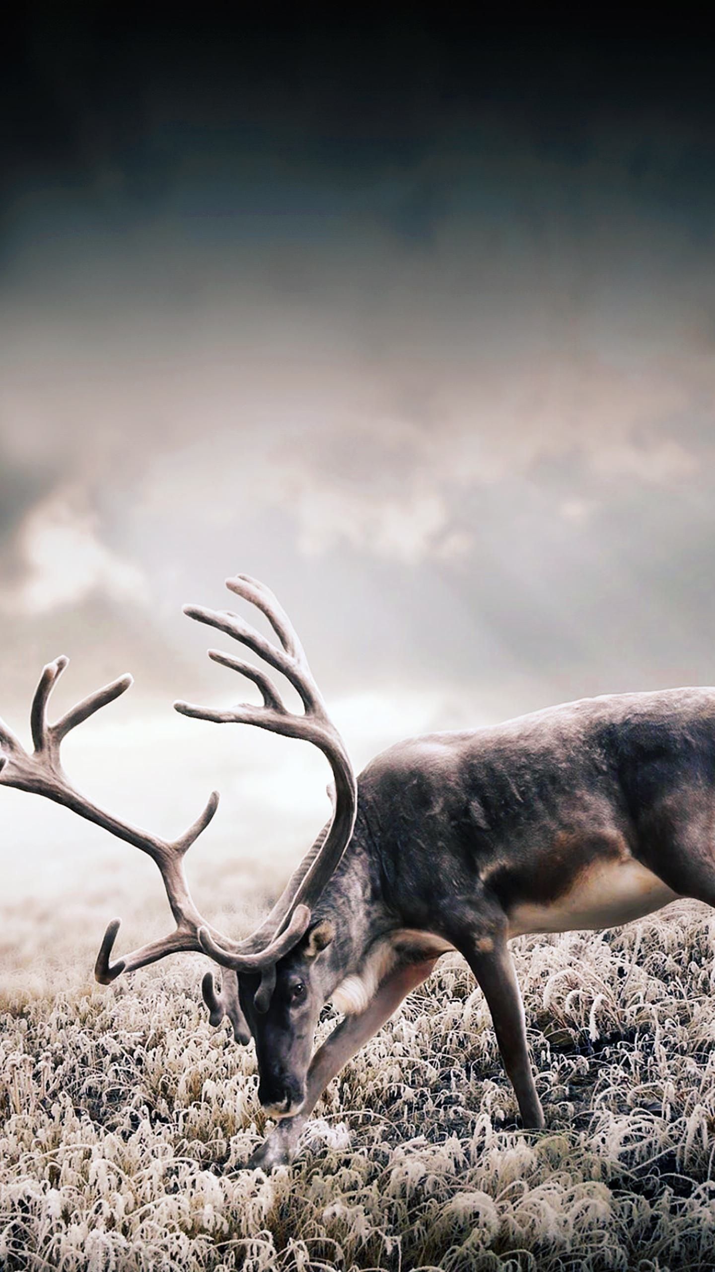 Whitetail Deer Hunting Wallpapers  Top Free Whitetail Deer Hunting  Backgrounds  WallpaperAccess
