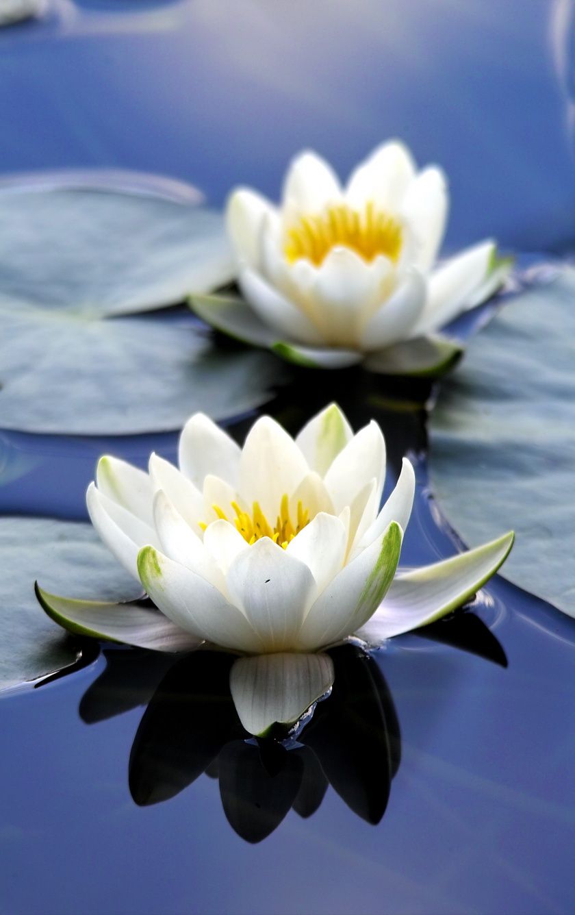 Water Lily Wallpaper  iPhone Android  Desktop Backgrounds