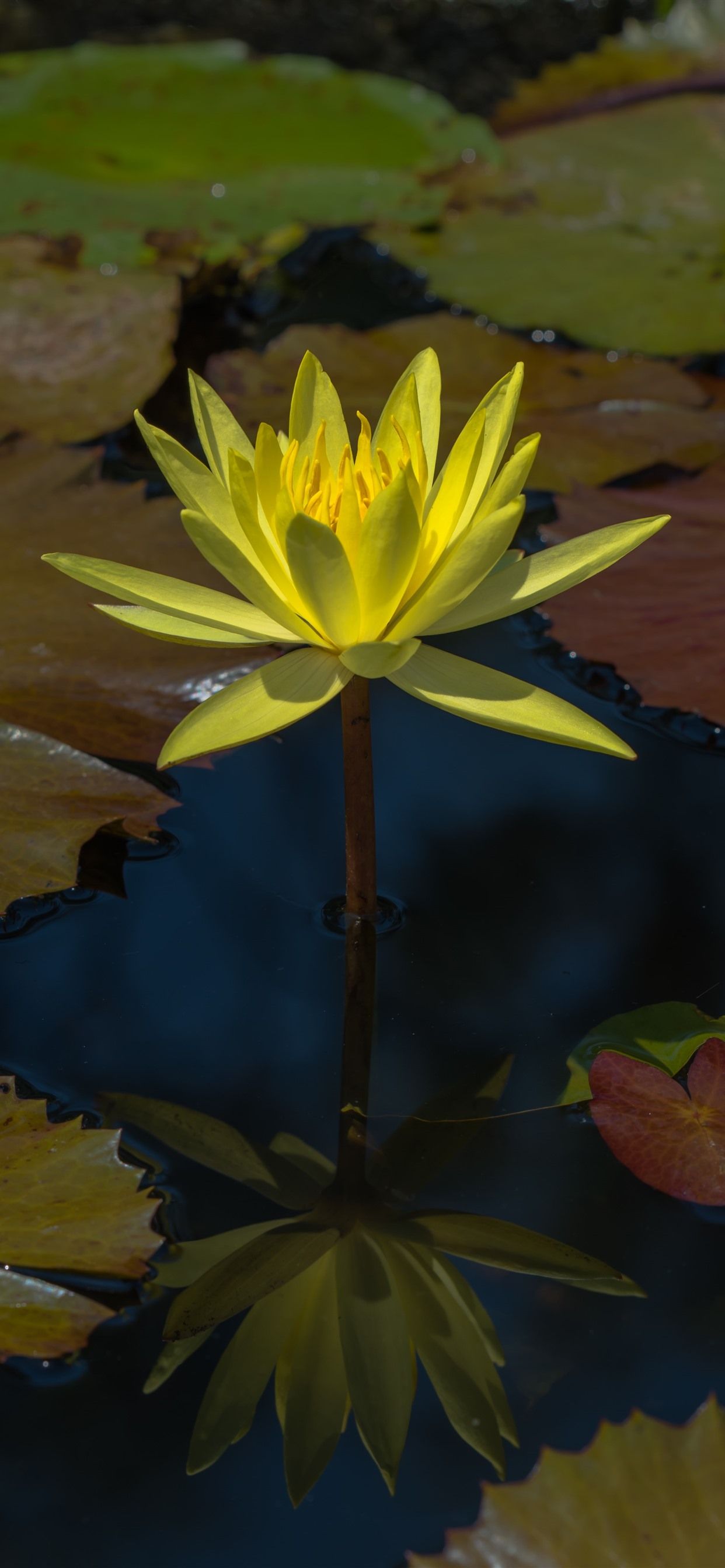 Water Lily Phone Wallpapers on WallpaperDog