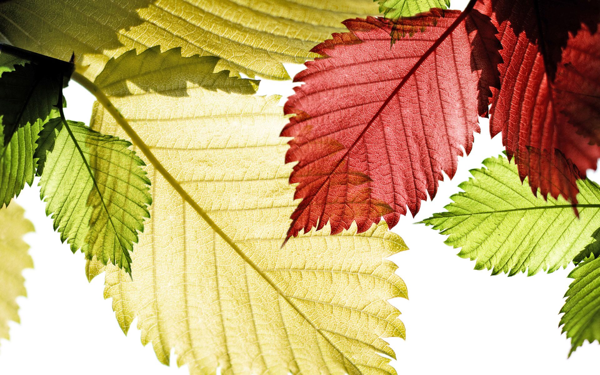 Colored Leaf Wallpapers on WallpaperDog