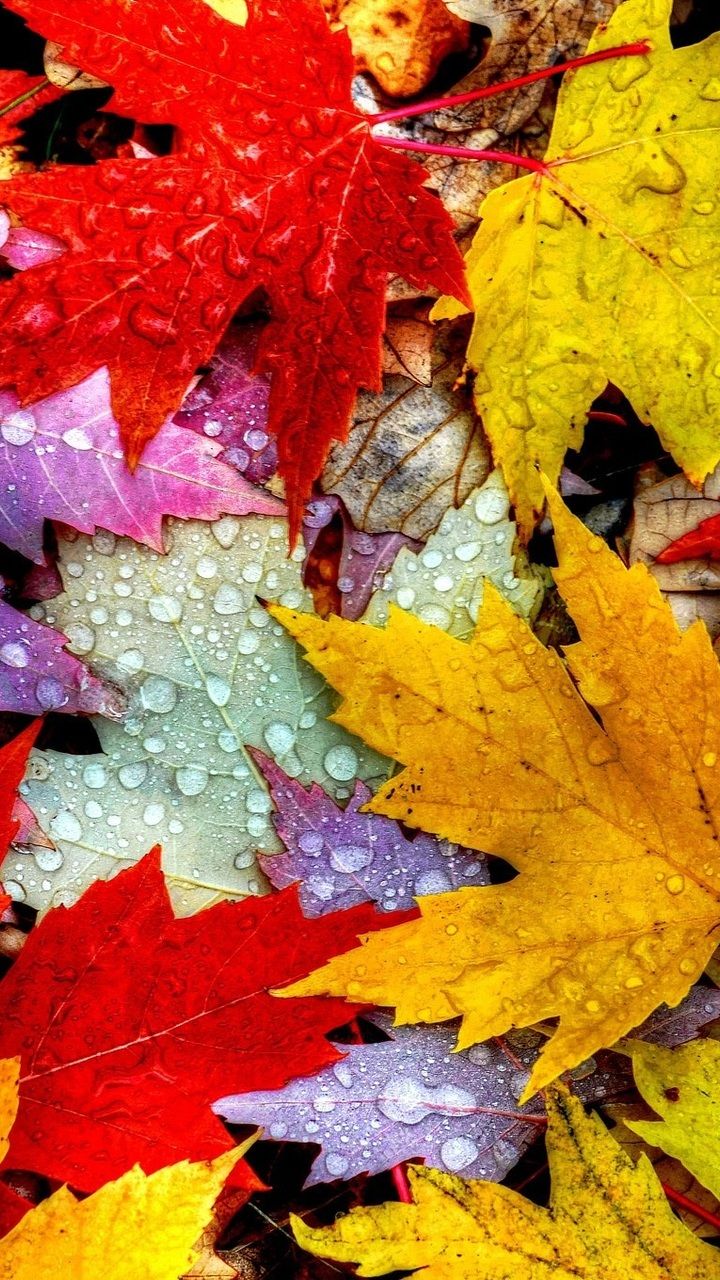 Maple Leaf Mobile Wallpaper In Autumn Images Free Download on Lovepik |  400551665