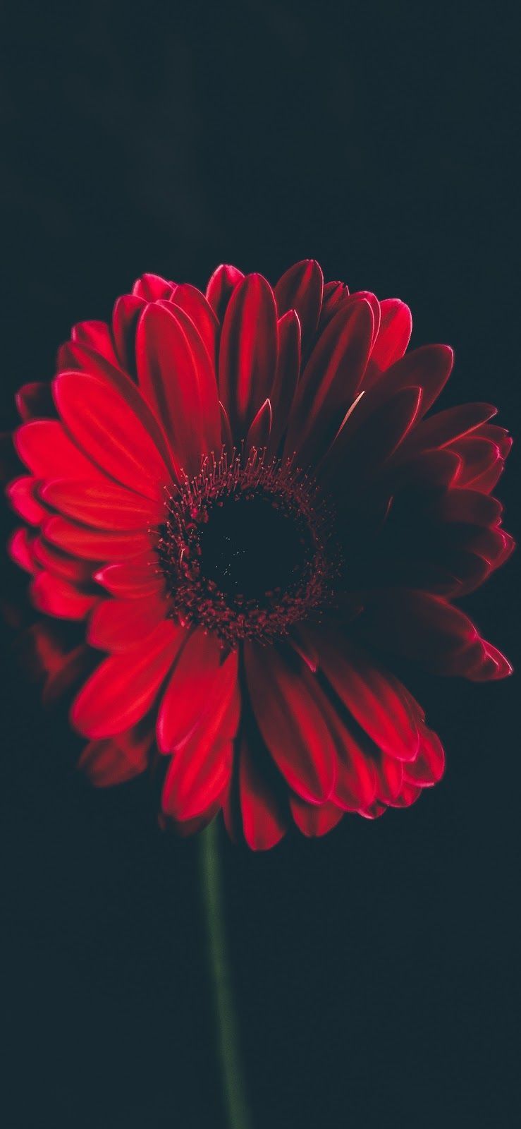 Cute Red Flower Wallpapers on WallpaperDog