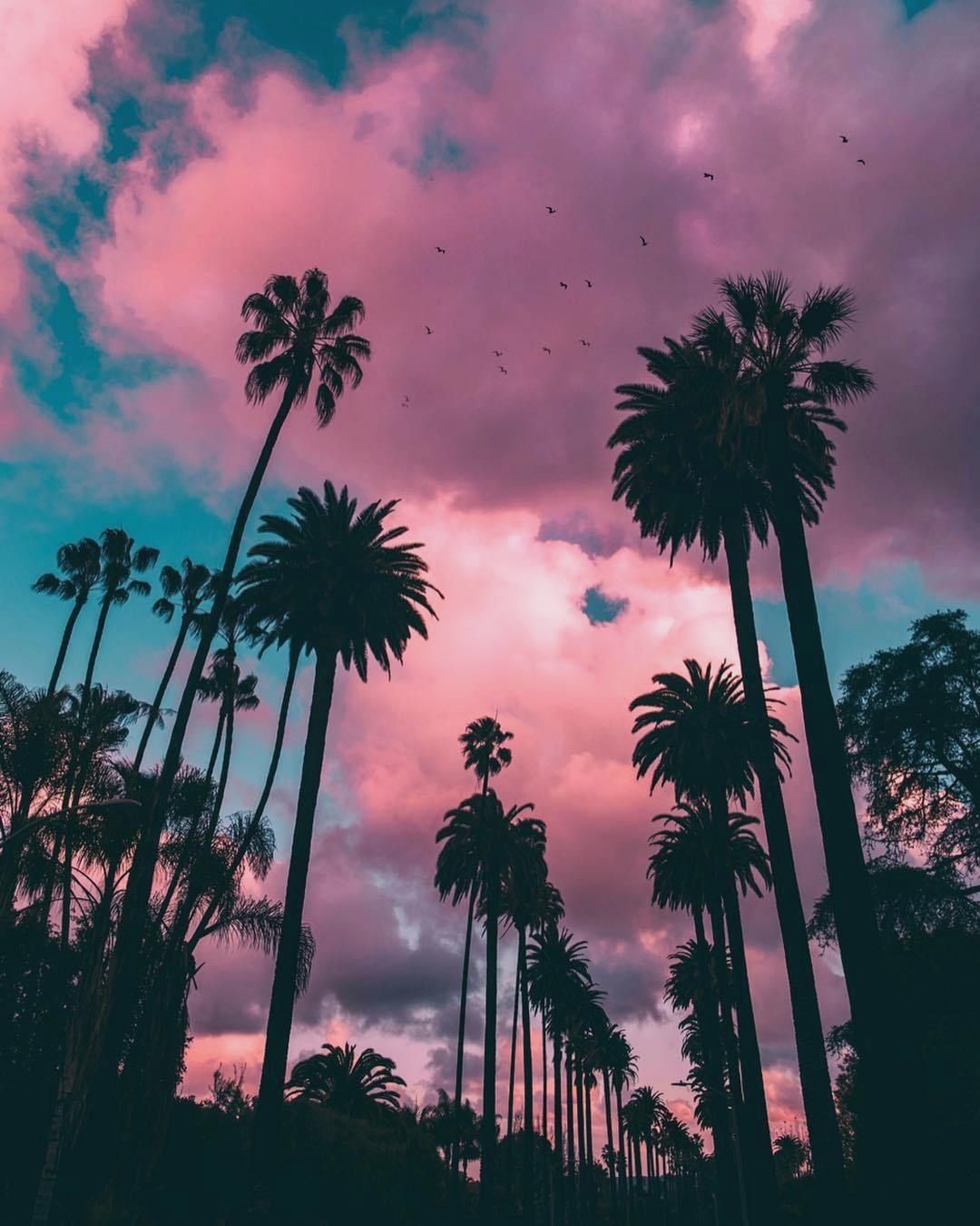 Top 90+ Pictures Los Angeles Palm Trees Wallpaper Latest