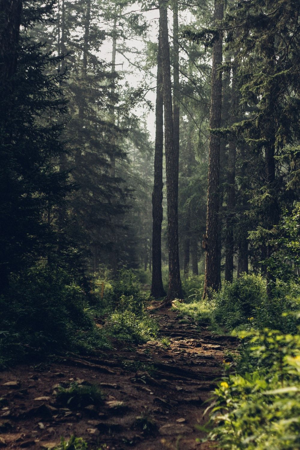 Forest Wallpapers on WallpaperDog