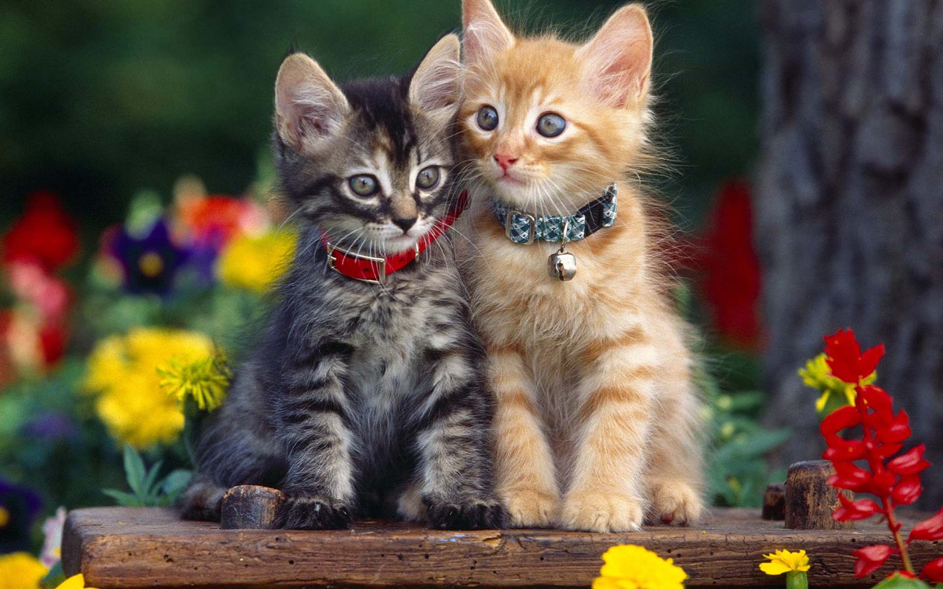 Cat Couples Wallpapers on WallpaperDog