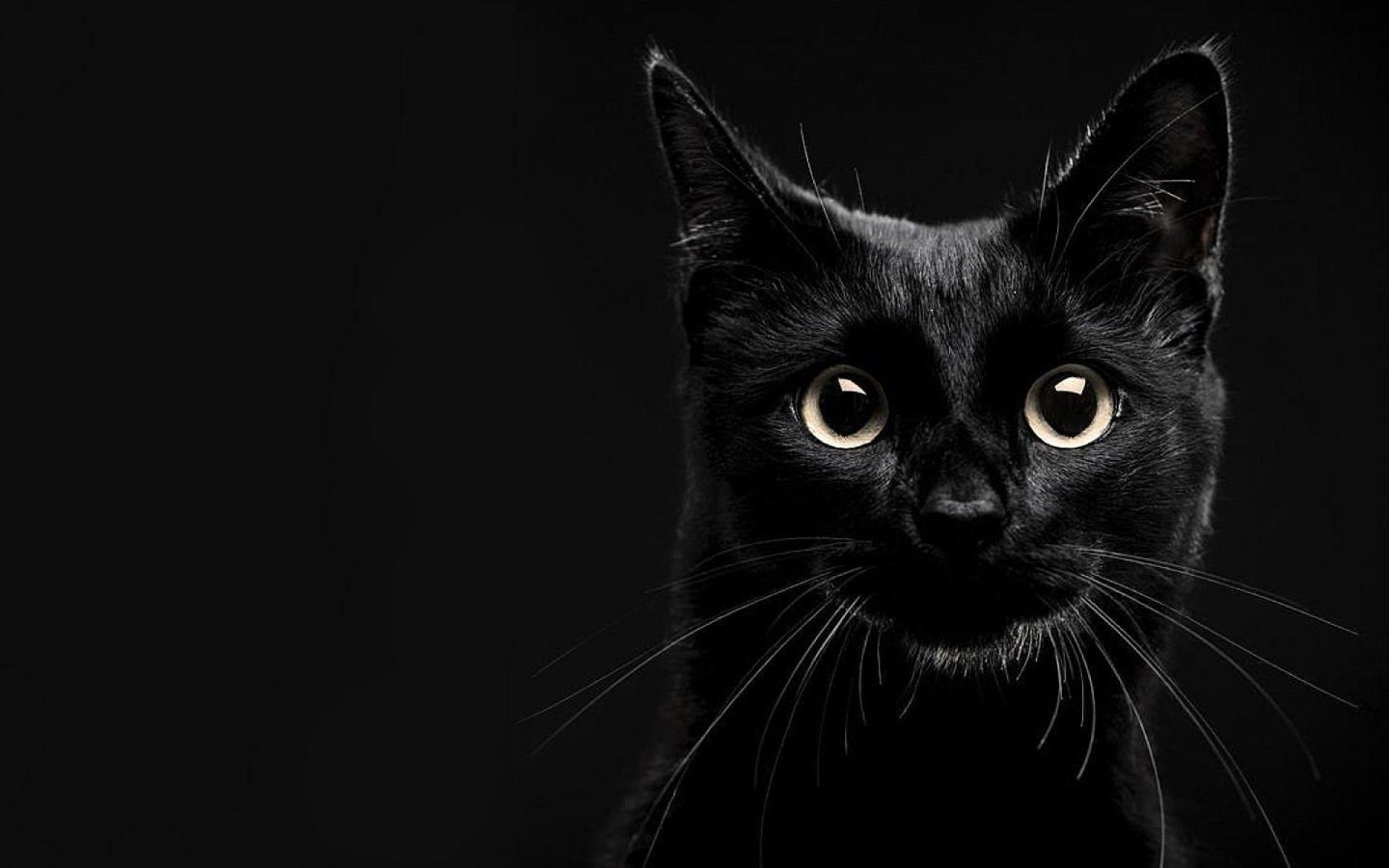 Black Cat PC Wallpapers: Mèo đen là một trong những biểu tượng đặc trưng của Halloween, và cũng là một đề tài phổ biến trong nghệ thuật. Hãy xem một số hình nền Black Cat PC để tìm kiếm một sự kết hợp của sự kỳ lạ và quyến rũ.