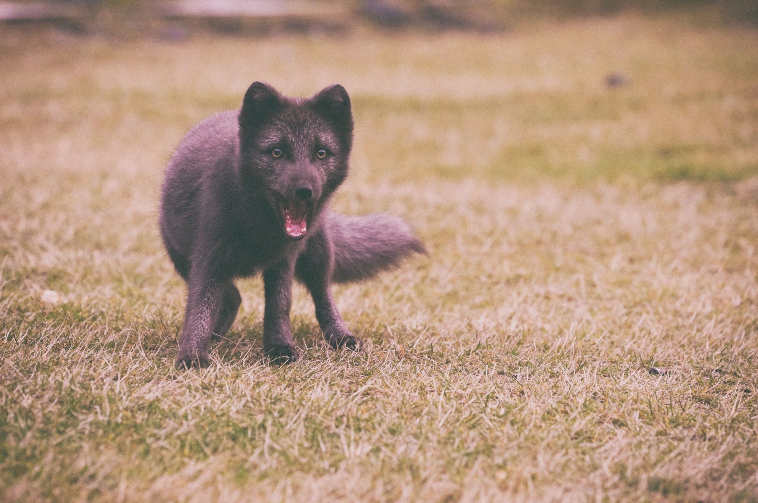 Black Fox Wallpapers on WallpaperDog