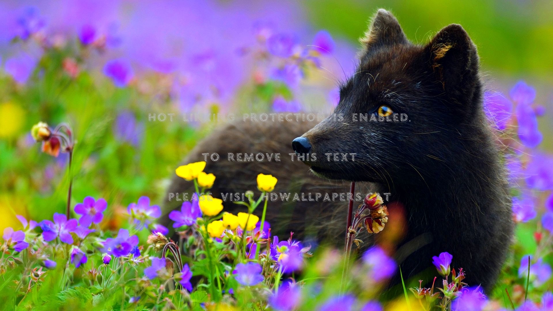 Black Fox Wallpapers on WallpaperDog