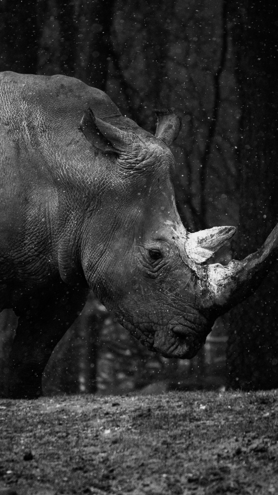 Rhino Wallpapers on WallpaperDog