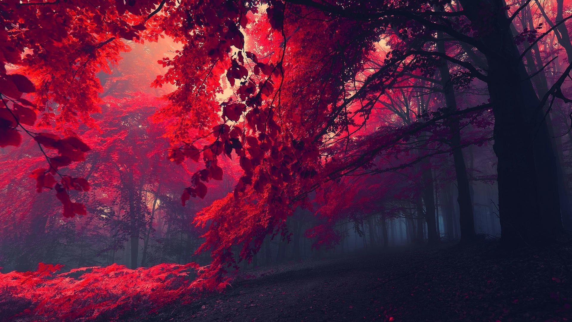 Red Nature Wallpapers on WallpaperDog