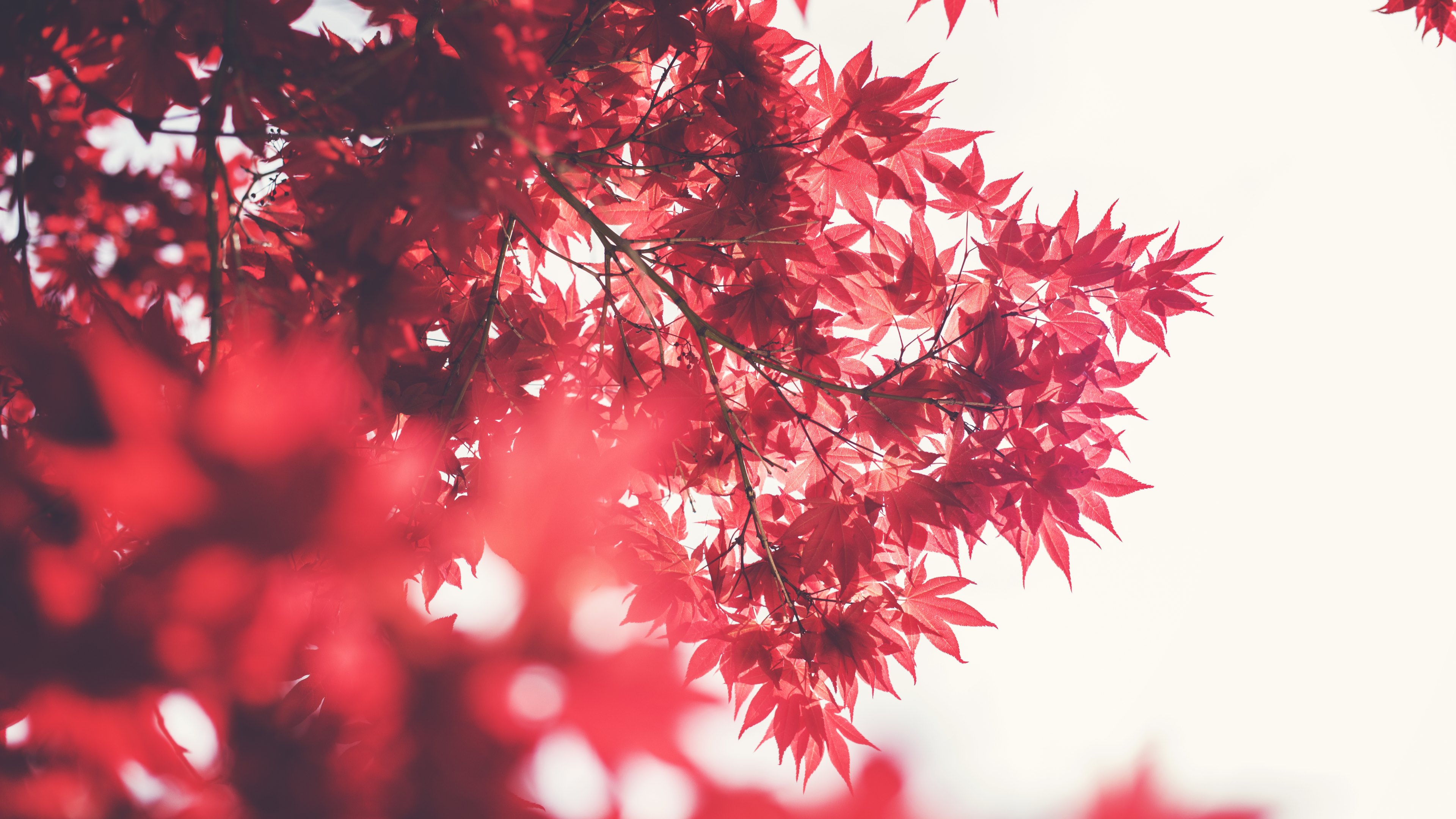 red nature background hd