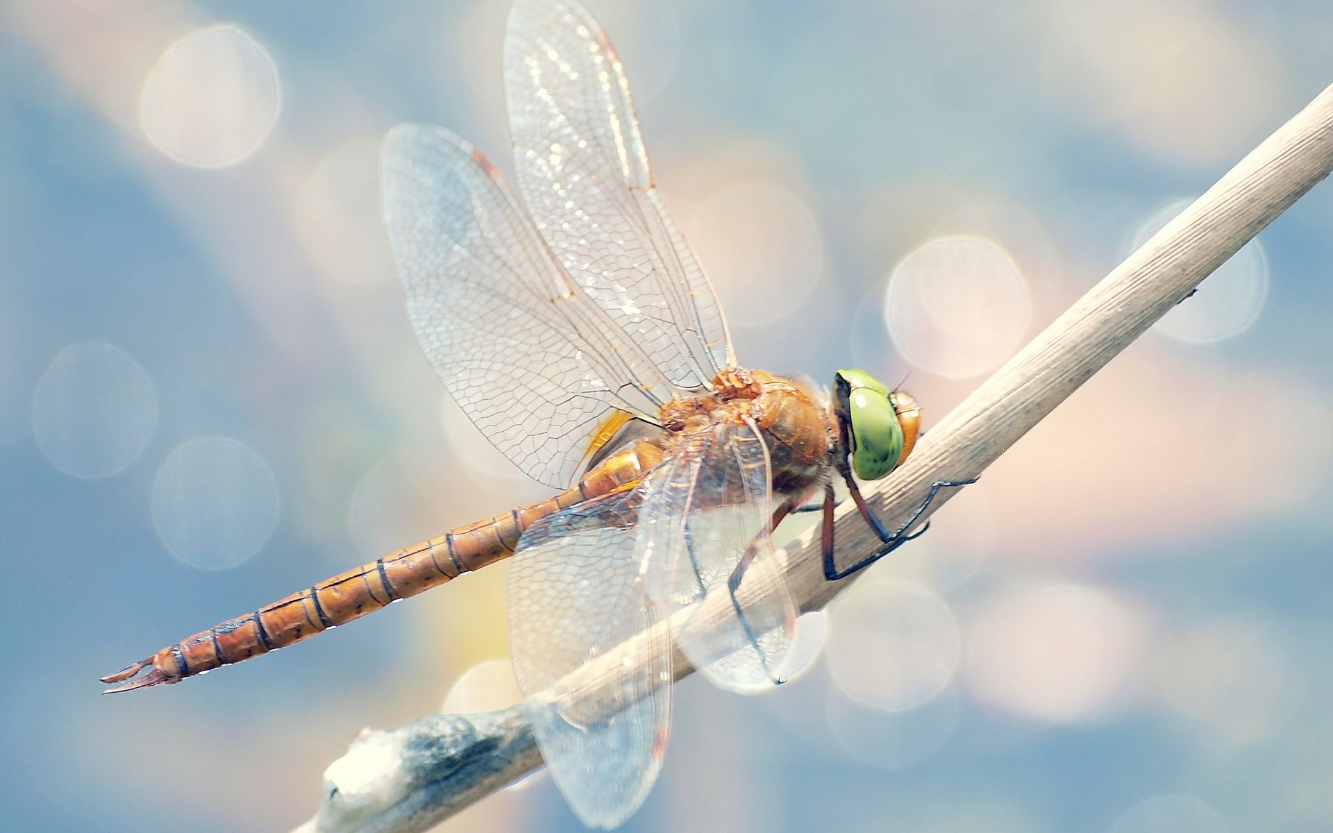 beautiful dragonfly wallpaper
