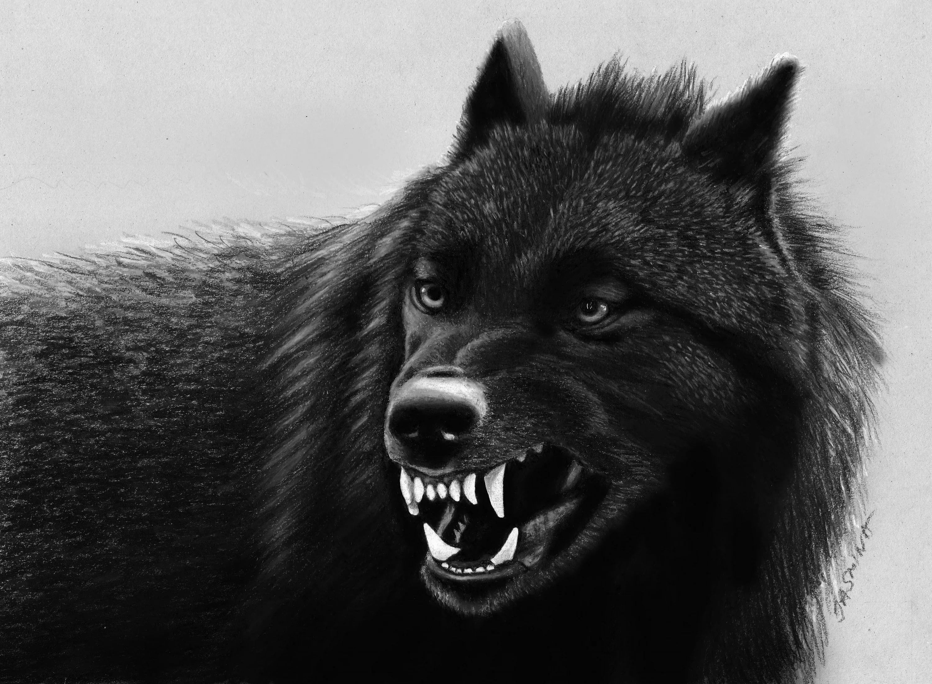 70+] Black Wolf Wallpaper - WallpaperSafari